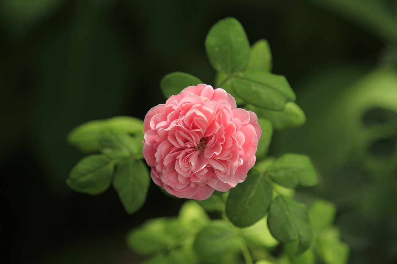 繁花似锦 第24页